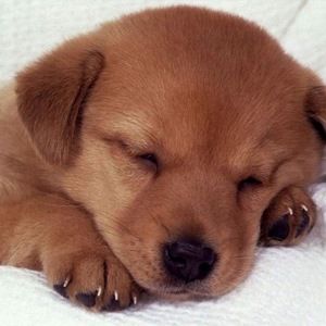 Meet your Posher, Fabia